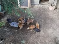 Chickens — Foto 1