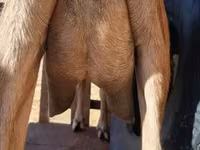 母山羊, Alpine goat — 照片 7