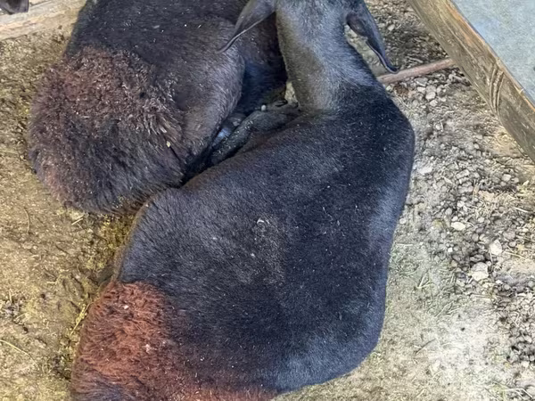 Bélier, Moutons