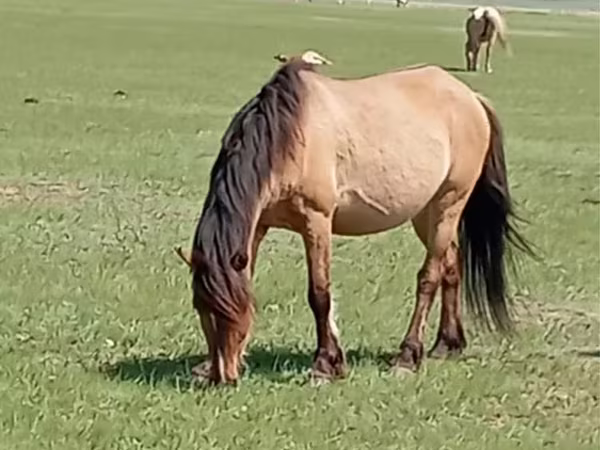 Kanca, Horse breed