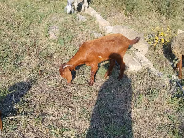 Kecskék (tétel, nem megadva), Kecskék