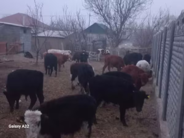 Bika, Szarvasmarhák