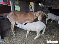 Ziege, Ziegen — Foto 1