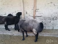 Beran, Edilbay sheep — foto 3