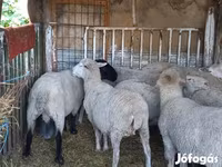 Kos, White Suffolk sheep — 6. fotó