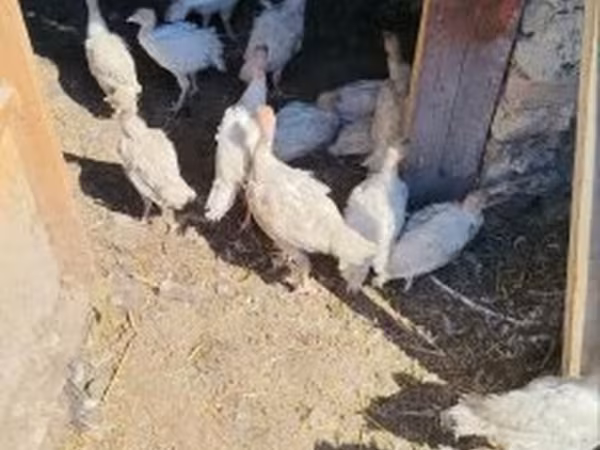 Turkeys — Magyarország