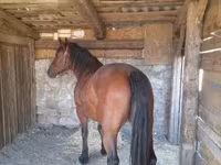घोड़ी, Međimurje horse — फ़ोटो 5