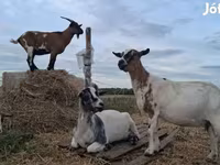 Koza, Kozy — zdjęcie 5