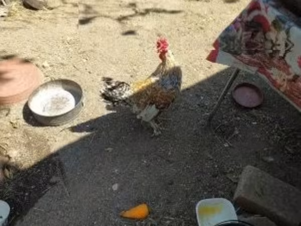 Chickens