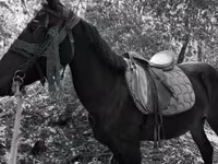 Kanca, Friesian — 4. fotó