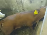ثور, Simmental cattle — الصورة 4