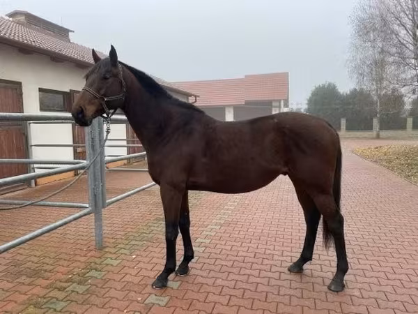 Hengst, Pferde — Ungarn