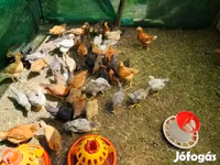 Chickens — 照片 2