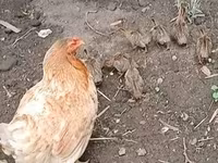 Chickens — foto 2