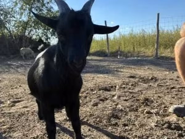 Cabro, Dutch Landrace goats