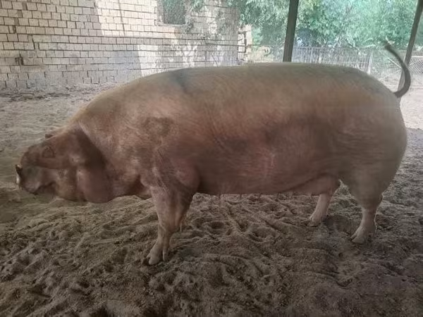 Sow,  — Hungary