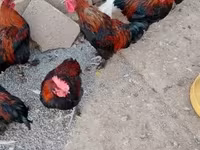 Marans — photo 4
