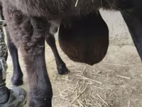 Ram, Hissar sheep — photo 1