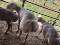 Bélier, Arashan sheep — photo 2
