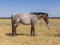 Caballo, Quarter Horse — foto 3