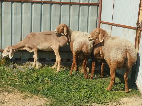 Juh, Arashan sheep