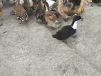 Ducks — zdjęcie 1