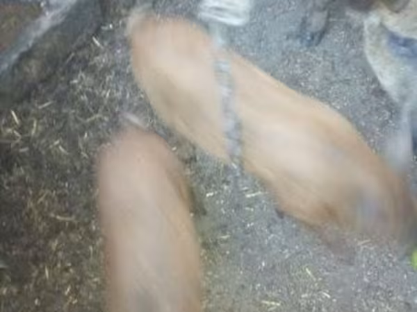 Boar,  — Hungary