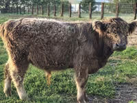 ثور, بقرة غالوي — الصورة 2