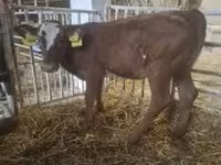 Cow, Limousin cow — photo 5