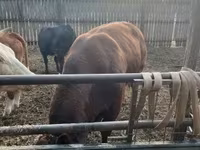 Toro, Vaca Limousin — foto 1