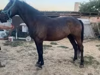 母马, Nonius horse — 照片 3