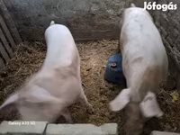 Sow, Pigs — photo 1