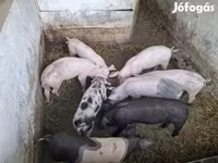 मादा सूअर, सूअर — फ़ोटो 5