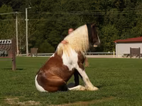 Caballo, Pinto horses — foto 8