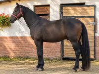 Koń, Konie — zdjęcie 2