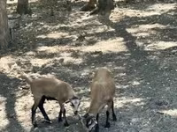 Cabro, Cabras — foto 3