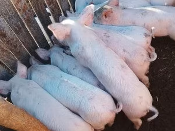 Kan, Крупная белая