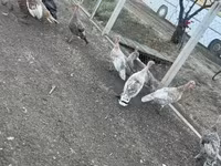 Ducks — الصورة 5