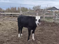 Vaca, Hereford — foto 4