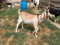 公山羊, Nubian Goat — 照片 6