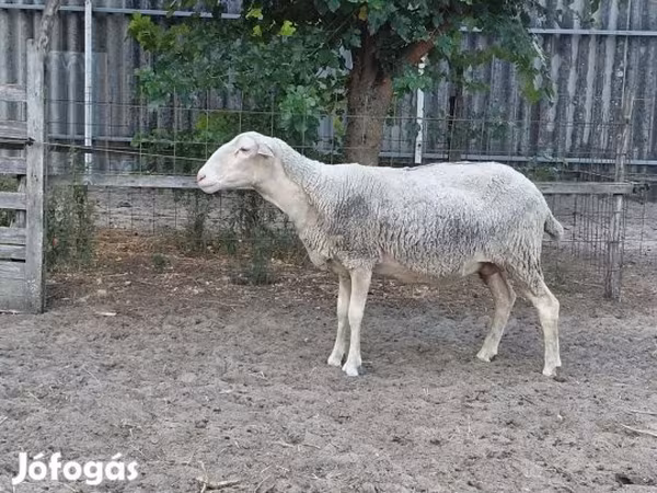 Juh, Lacaune sheep