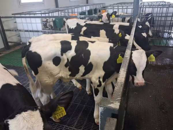 Touro, Russian Black pied cattle