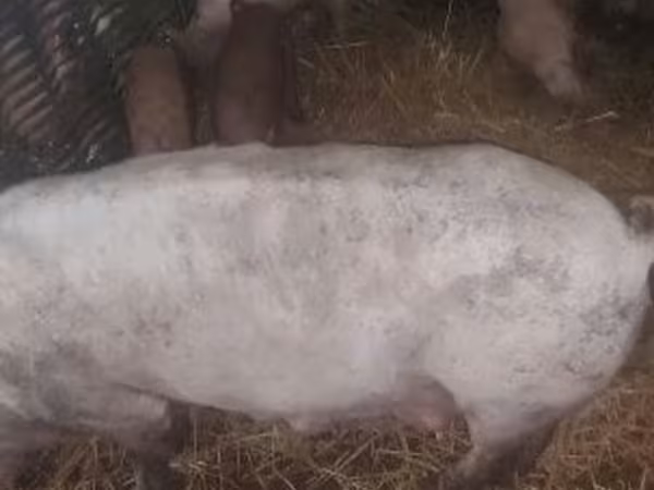 सूअर (लॉट, लिंग निर्दिष्ट नहीं), सूअर