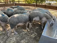 Kos, Juhok — 2. fotó
