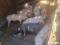 Sow, Pigs — photo 2