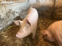 公猪, Pigs — 照片 2