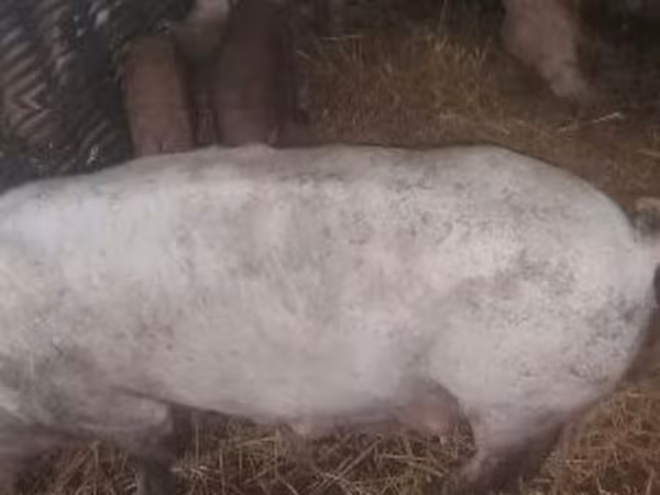 猪（批次，未指定性别）, Pigs