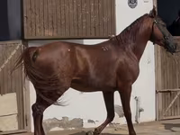 Caballo, Karabakh horse — foto 2