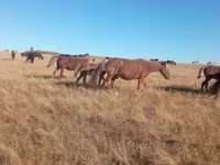 Madyan, Horse breed — foto 2