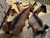 Kozioł, Alpine goat — zdjęcie 2